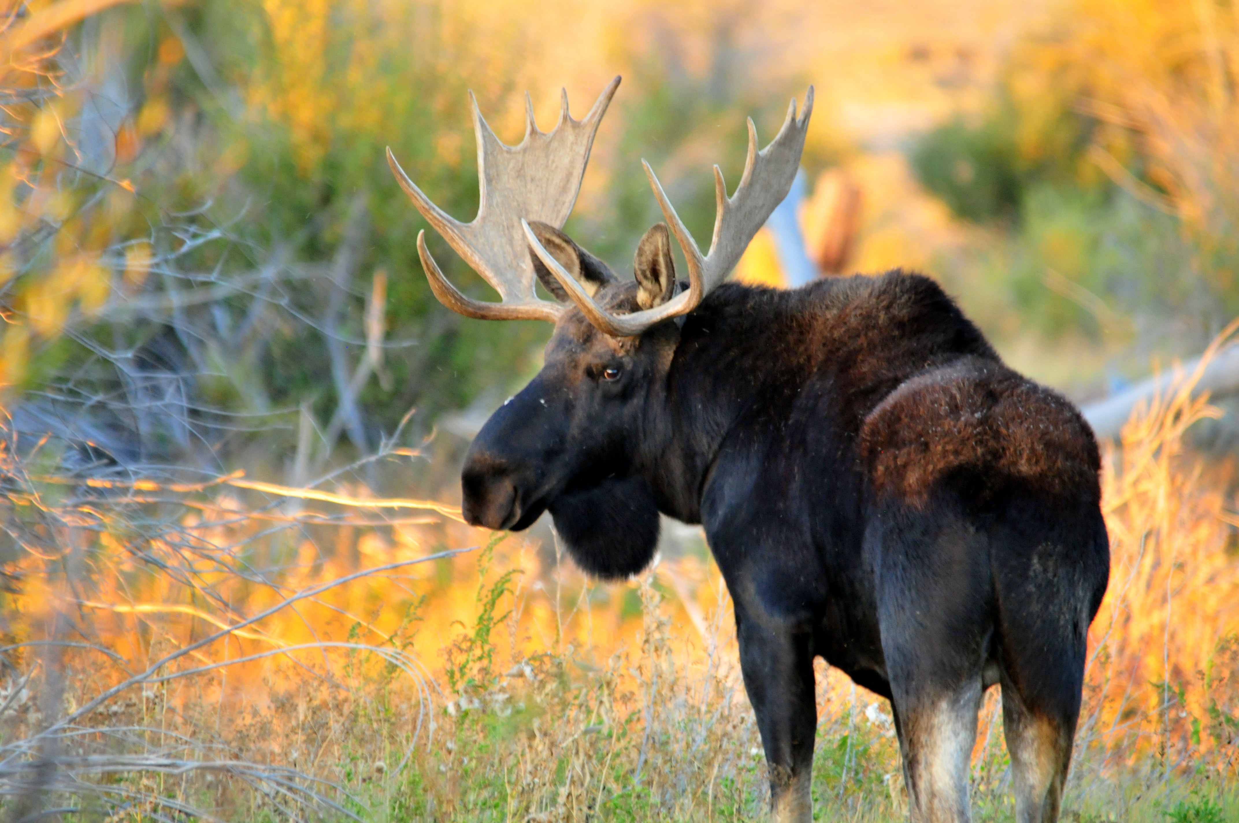 Shiras bull