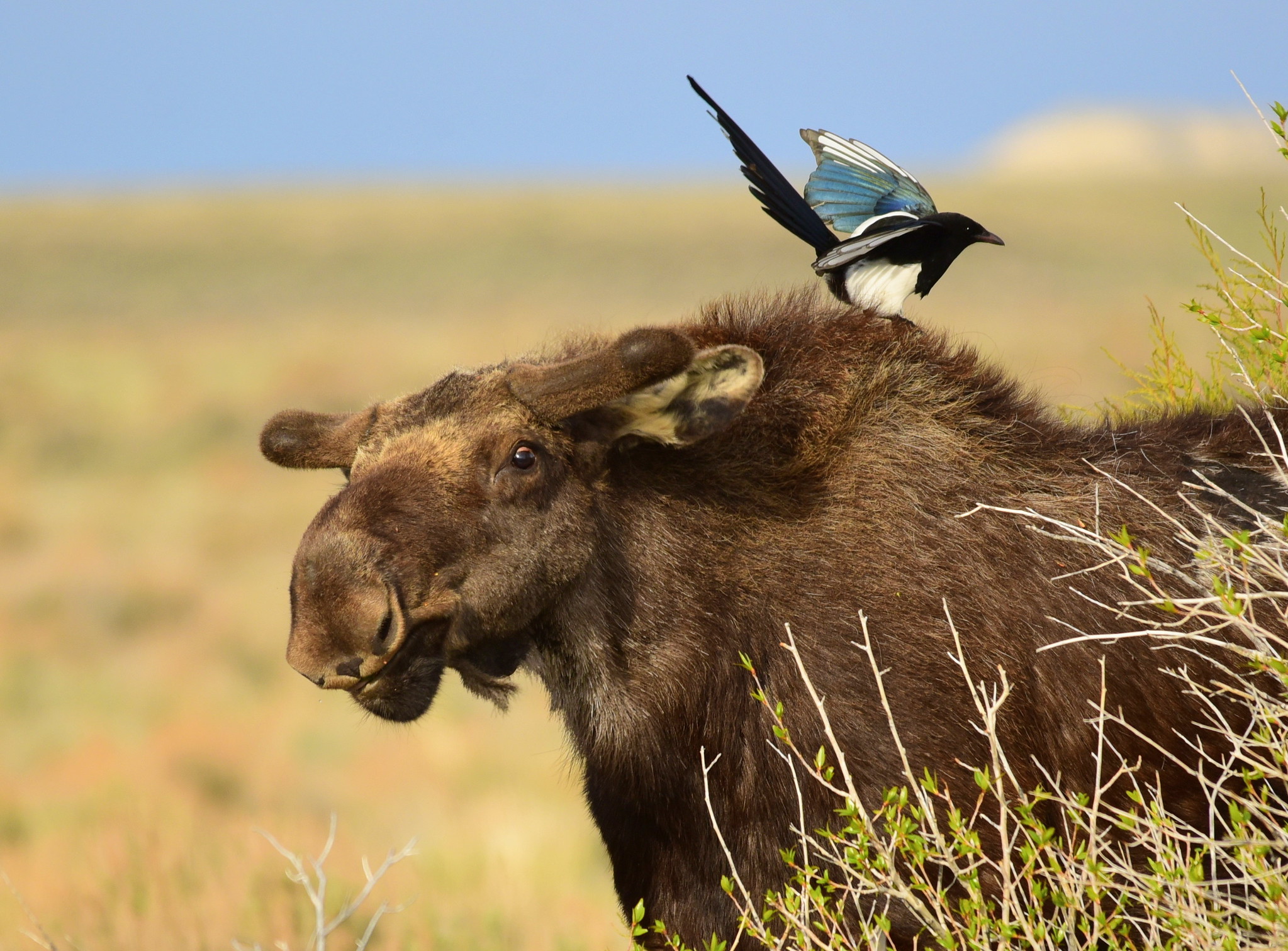 Shiras moose with magpie