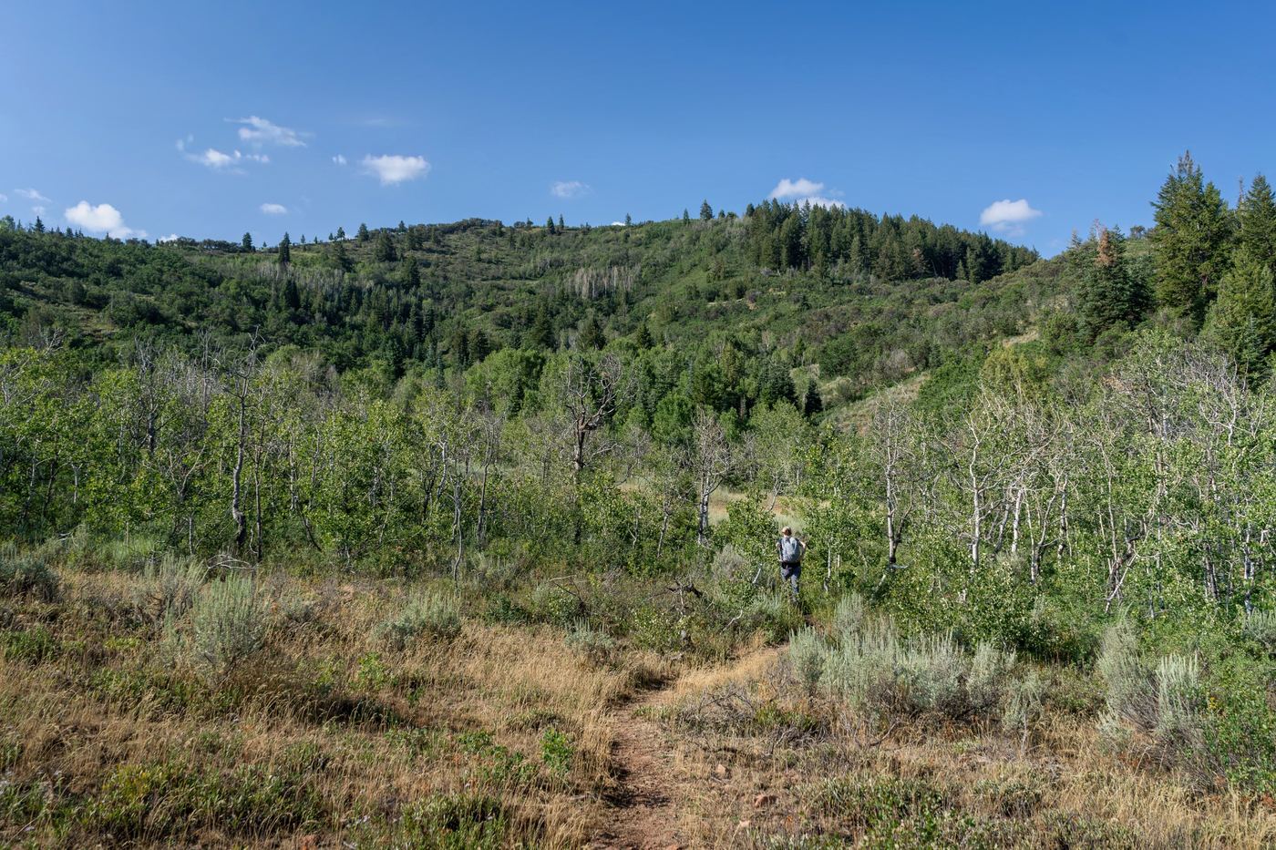 Landscape shot of one of our study areas